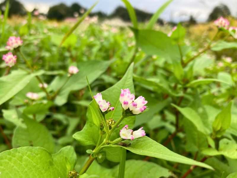 緑の葉の間に咲くミゾソバの淡いピンク色の花


