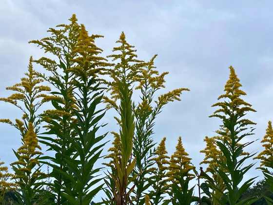  青空を背景に高く伸びるセイタカアワダチソウの花穂
