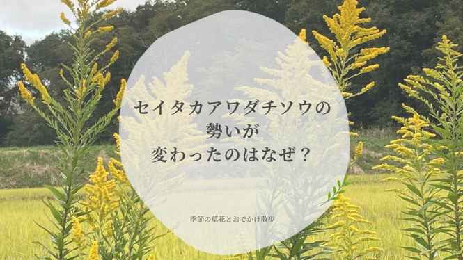 田んぼのそばに咲くセイタカアワダチソウを背景に、勢いが変わった理由を問いかけるアイキャッチ画像