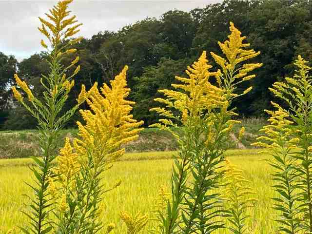秋の田んぼを背景に、背高く黄色い花を咲かせるセイタカアワダチソウ
