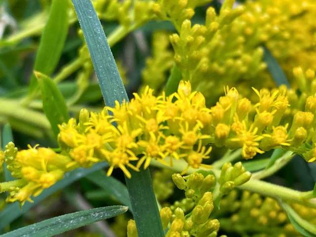 セイタカアワダチソウの小さな黄色い花と、周囲の緑の葉
